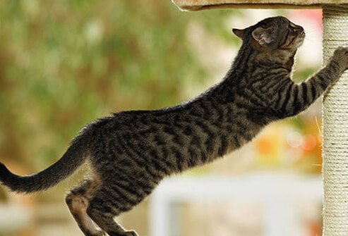 Kitten using scratching post