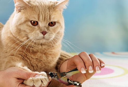 Nail clippers for cats