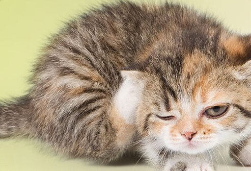 Kitten scratching with hind leg