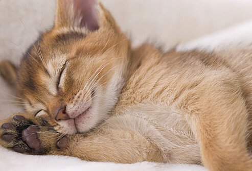 Kitten sleeping