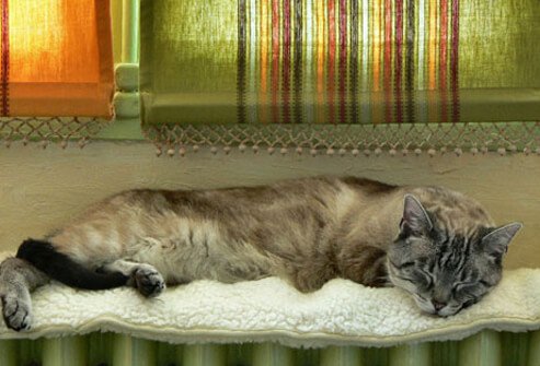 Photo of cat sleeping on radiator under window.