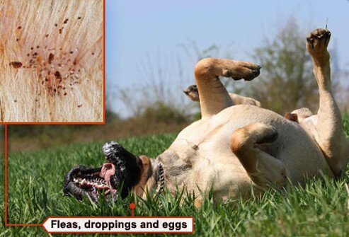 Photo of dog with fleas scratching back.