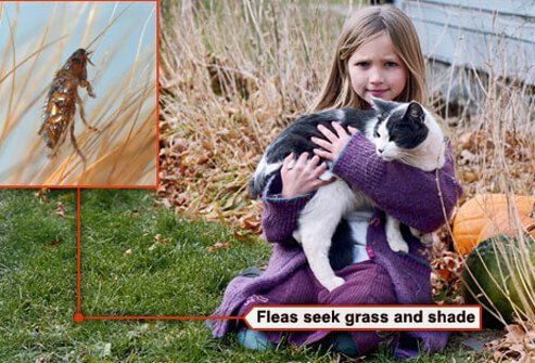 Photo of girl and cat by flea on grass.