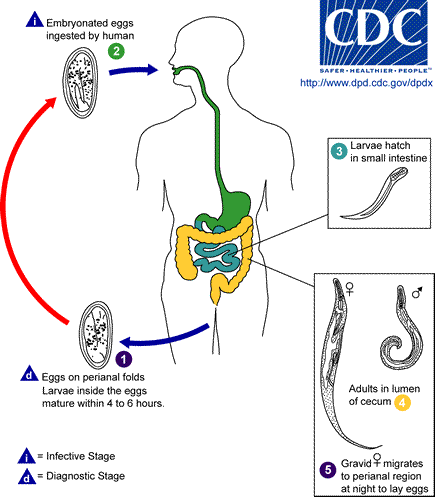Picture of the life cycle of a pinworm