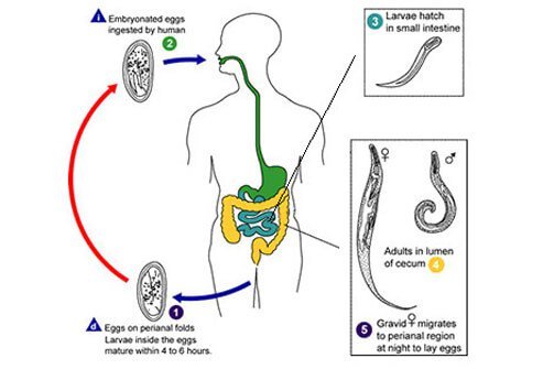 Adult female pinworms lay eggs on the skin around the anus.