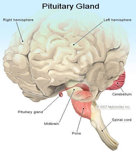 Illustration of the Pituitary Gland