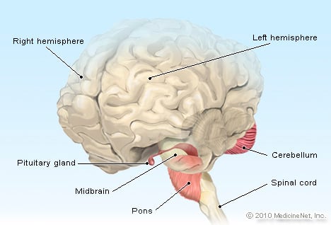 Pituitary Gland Illustration