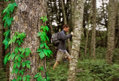 Poison ivy, poison oak, and poison sumac grow in wooded or marshy areas throughout North America.