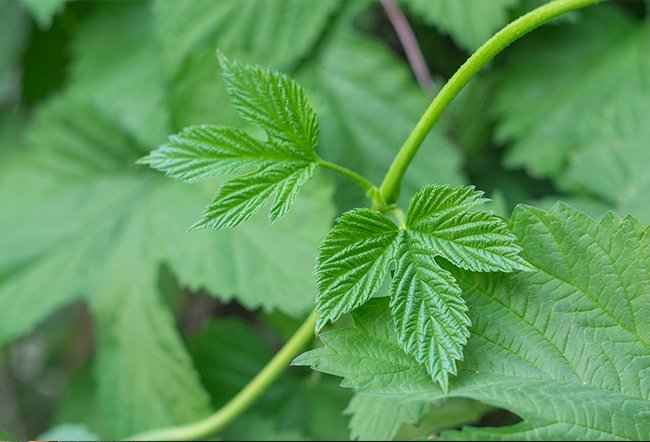 what plants cause itching