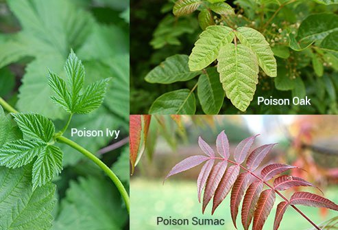 Poison ivy produces urushiol, an oily chemical that causes an itchy, painful reddish rash in people who come in contact with the plant.