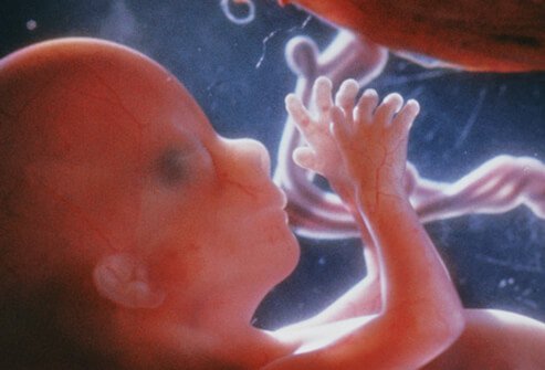 Picture of Second Trimester (16 Weeks)