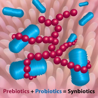Illustration shows the combination of prebiotics and probiotics forming synbiotics