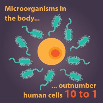 Infographic shows microorganisms outnumber humans cells 10 to one.