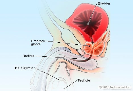 Prostate 
