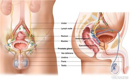 Picture of the male anatomy