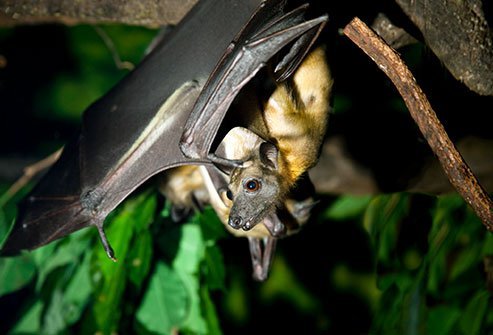 The bite of a rabid animal can transmit the rabies virus to a human.