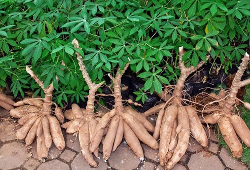 Like bitter almonds and lima beans, raw cassava has traces of cyanide.