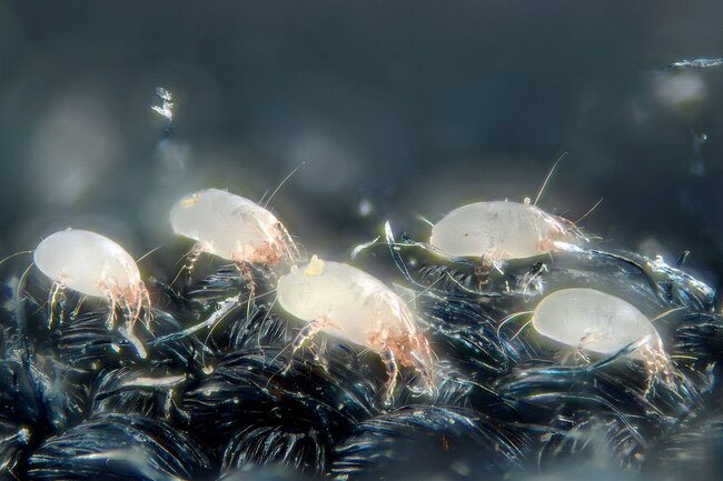 Wash your sheets at least twice a month to get rid of odor-causing bacteria and dead skin cells.
