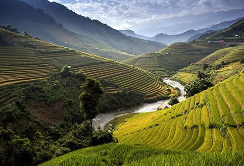 Rice is grown on every continent except Antarctica.