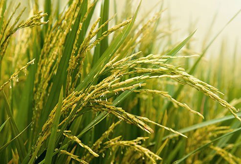 Also called Thai fragrant rice, its slightly flowery aroma is unmatched.