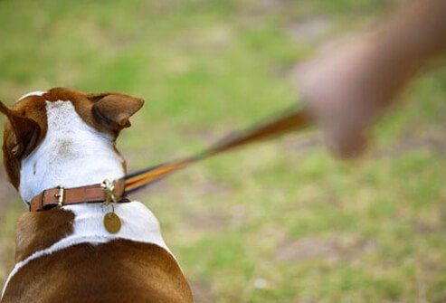 Dog on a leash.