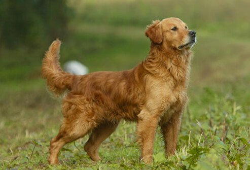 An alert dog.