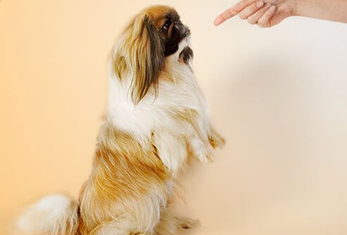 Training a dog to obey.