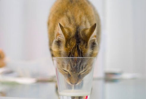 A cat drinking out of a glass.