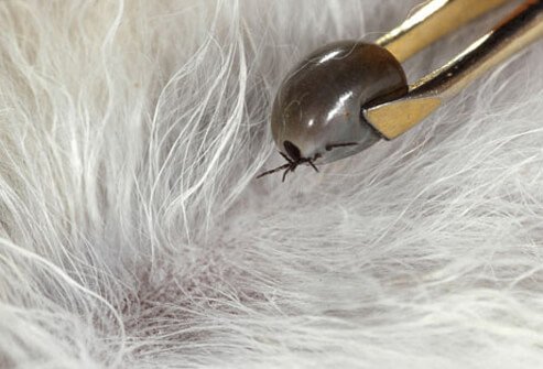 Tick in tweezers.