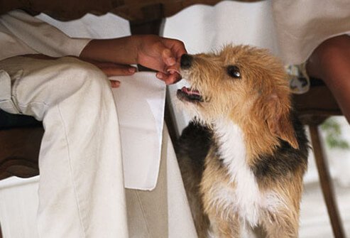 A dog being fed under the table.