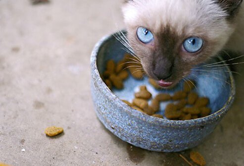 A cat eating food.