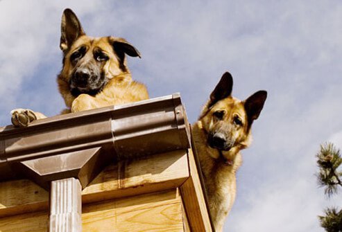 Dogs on a roof.