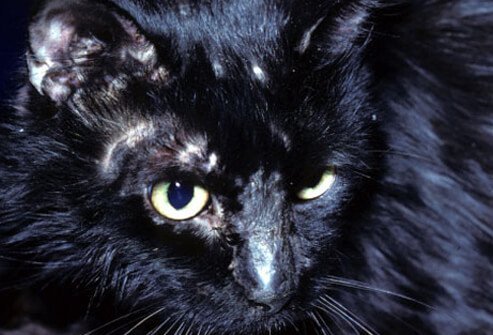 Cat with ringworm.