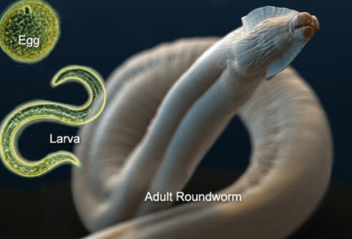 Roundworm lifecycle.