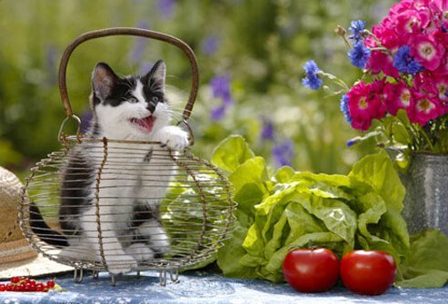 Cat on a table.