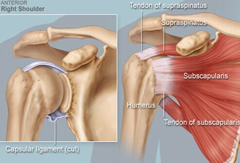 Shoulder anatomy