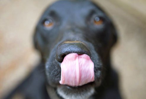 dog licking nose