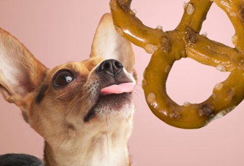avoid giving your dog foods with salt