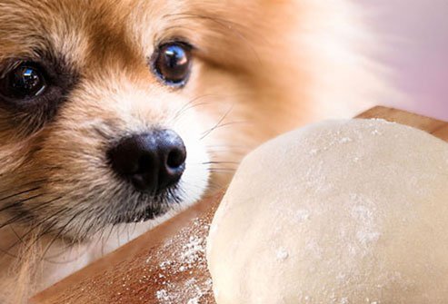 dogs should not eat yeast or unbaked dough