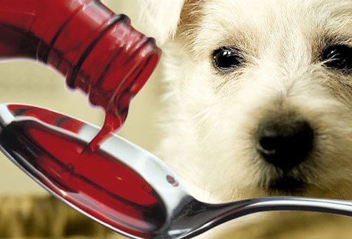 dogs should avoid medicine for humans