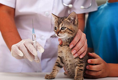 Kitten getting vaccinated