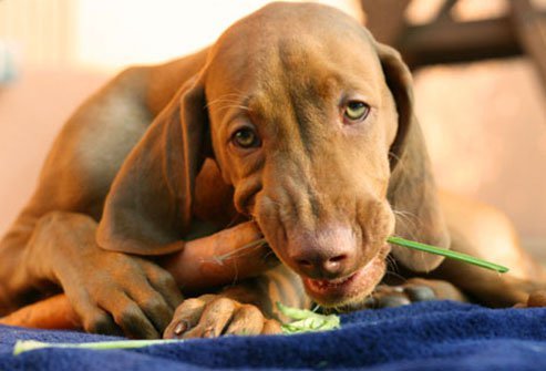 dog eating carrot