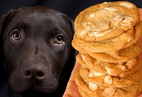 dogs should avoid macadamia nuts