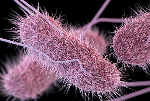 Picture of Salmonella