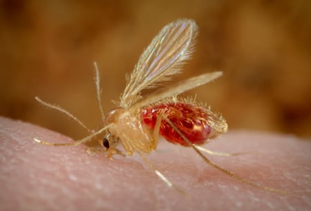 Picture of a sand fly biting a human arm.