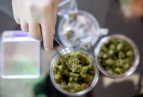 Sativa