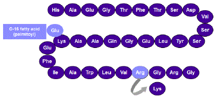 SAXENDA® (liraglutide) Structural Formula Illustration
