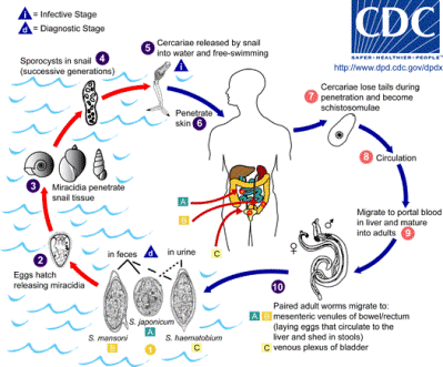 Life cycle of schistosomiasis