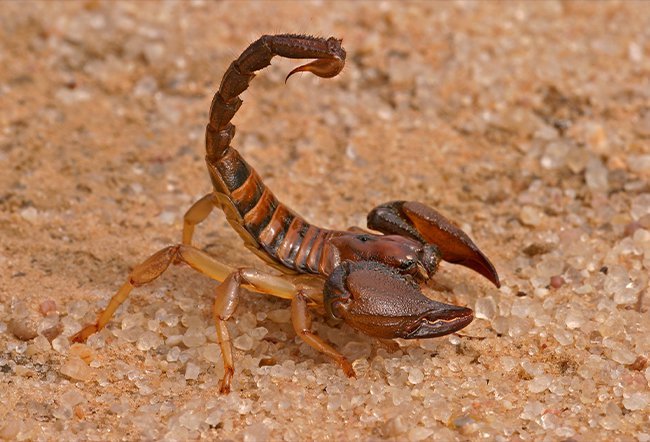 scorpion sting treatment