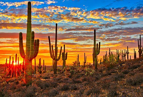 Desert heat can’t stop allergens.